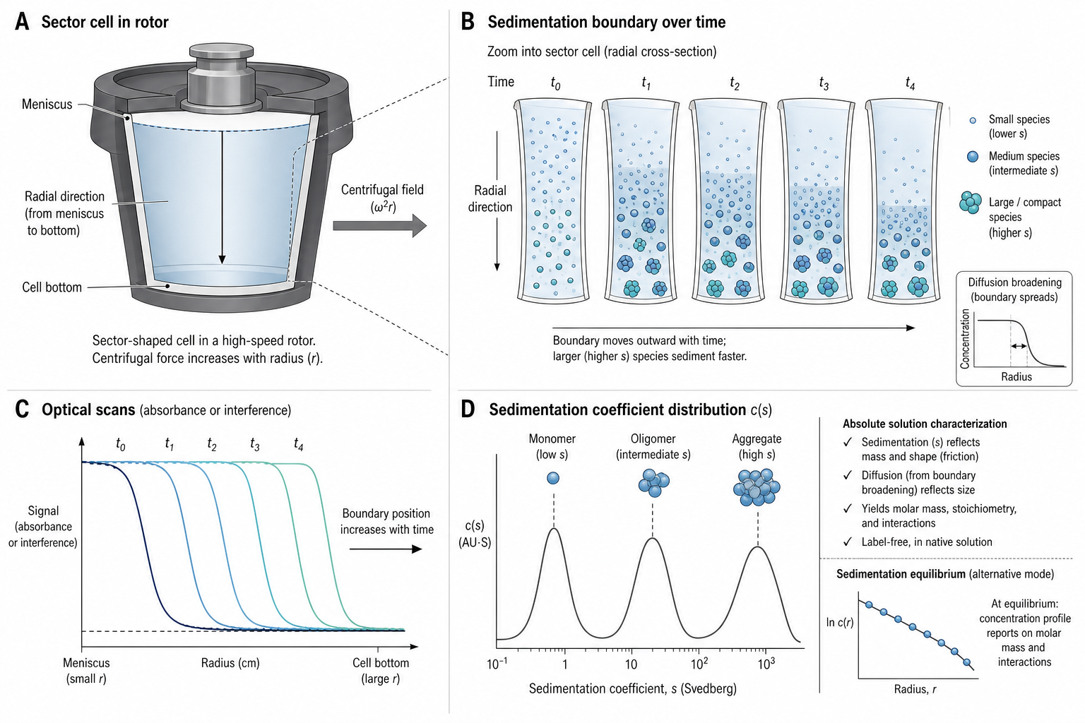 Figure 1 schematic explaining analytical ultracentrifugation: sector-shaped AUC sample cell in a rotor, sedimentation boundary movement over time, optical scans versus radius, and sedimentation coefficient distribution for monomer, oligomer, and aggregate species
