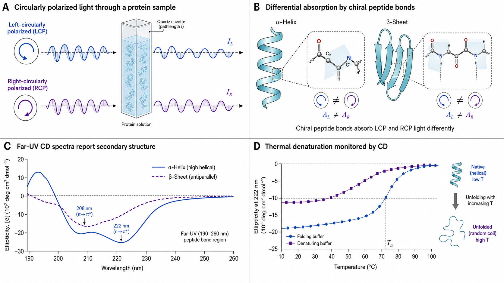 Figure 1 schematic explaining circular dichroism spectroscopy: left- and right-circularly polarized light through a protein sample, differential absorption by chiral peptide bonds, far-UV spectra, and thermal unfolding monitored by ellipticity
