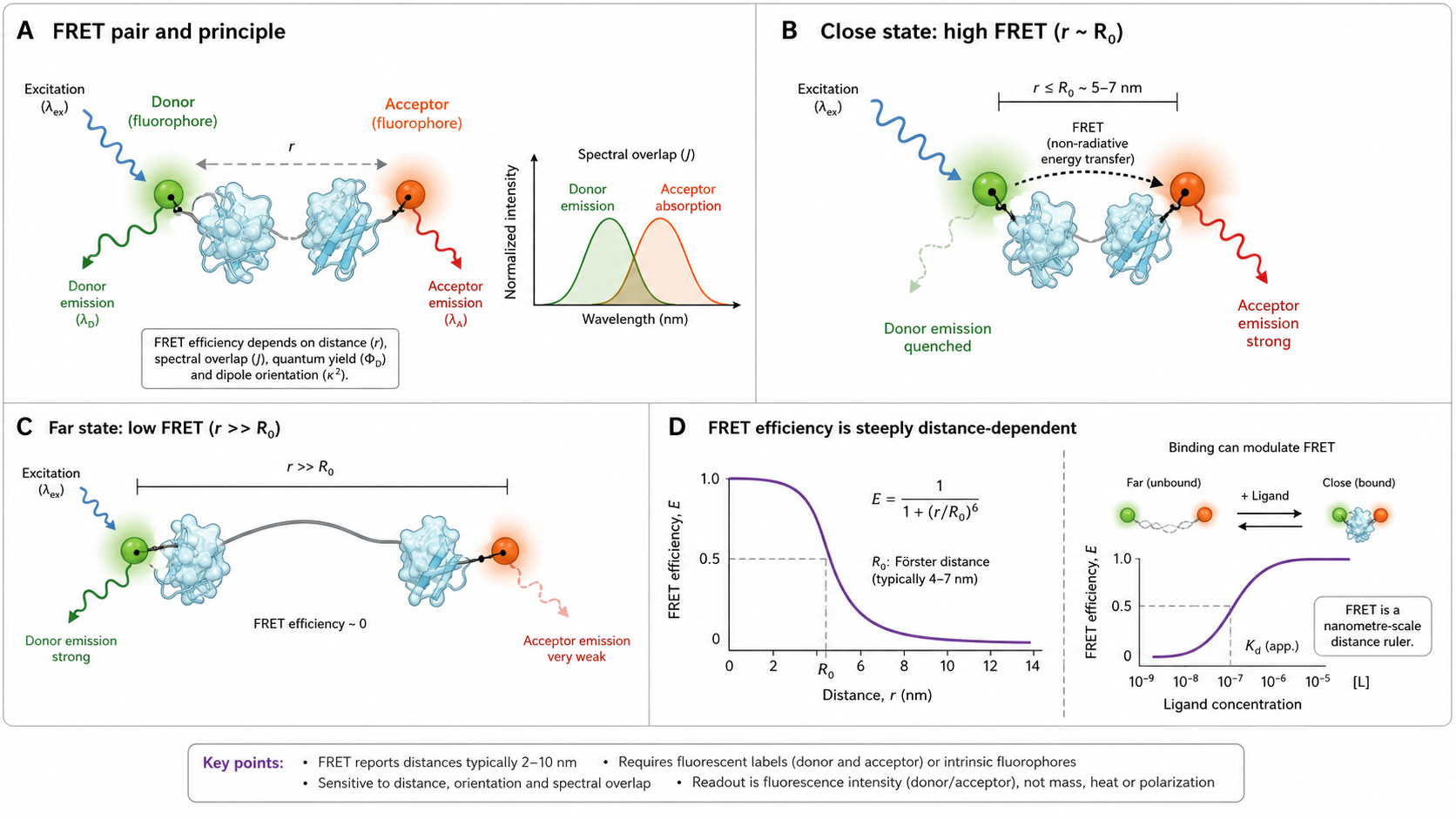 Figure 1 schematic explaining FRET: donor and acceptor fluorophores, spectral overlap, close and far distance states, distance-dependent transfer efficiency, and ligand-modulated FRET readout