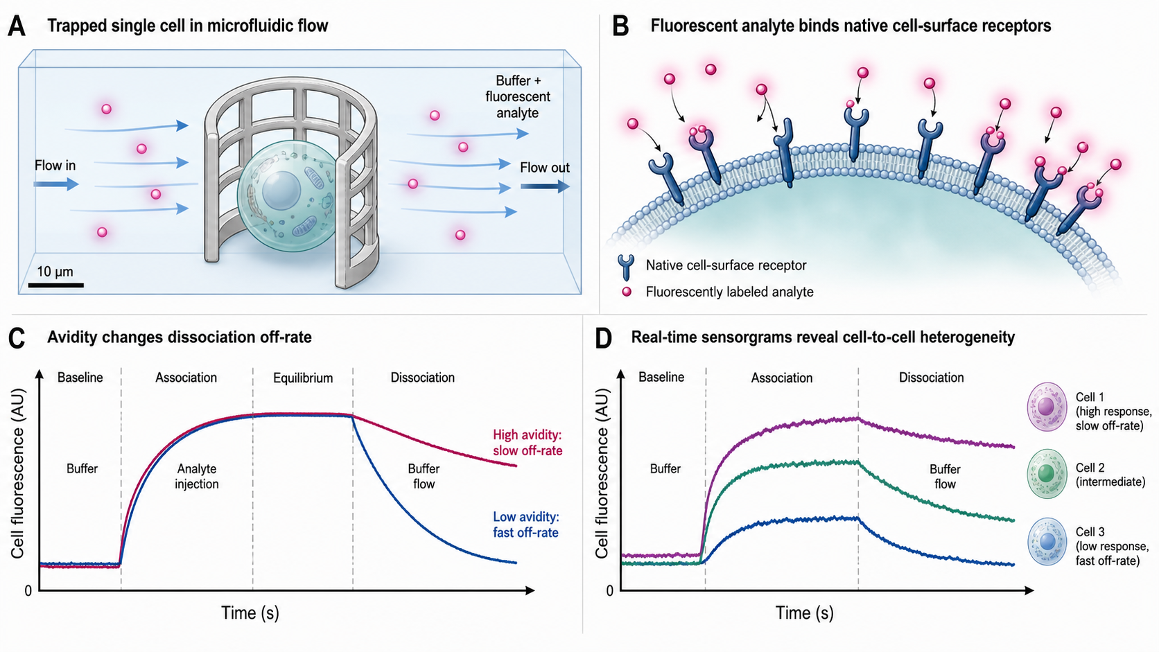 Figure 1 schematic explaining heliXcyto single-cell interaction cytometry: cells trapped in flow-permeable polymer cages, fluorescent analyte binding to native cell-surface receptors, and per-cell real-time fluorescence kinetic traces