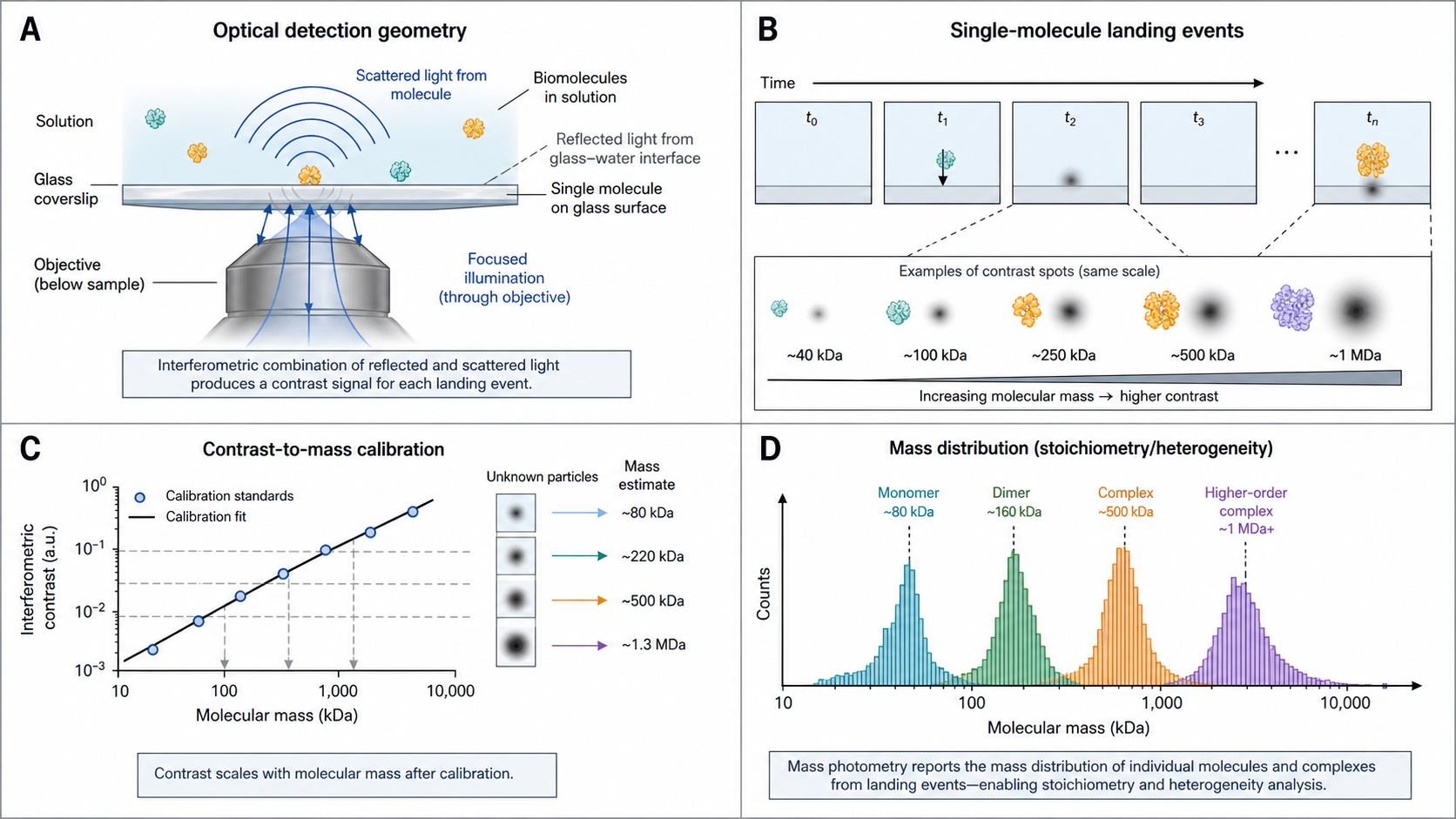 Figure 1 schematic explaining mass photometry: inverted optical detection geometry with the objective below the glass coverslip, single-molecule landing events, contrast-to-mass calibration, and mass distribution from counted landing events