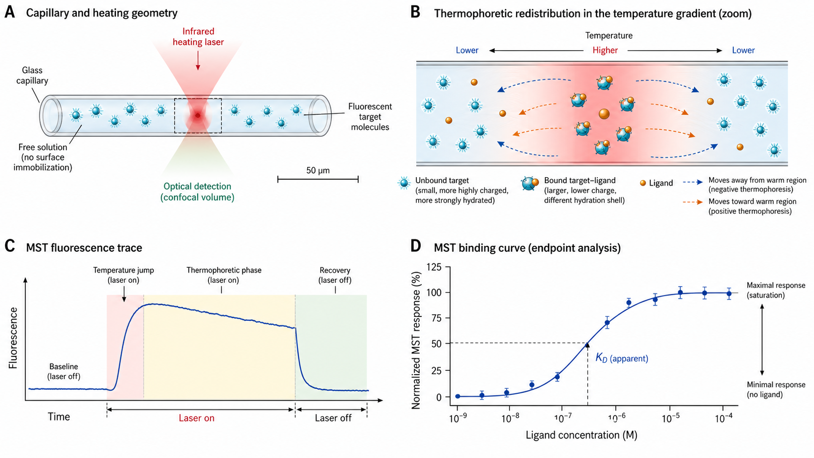 Figure 1 schematic explaining microscale thermophoresis: fluorescent target in capillaries, infrared laser temperature gradient, thermophoretic movement, fluorescence traces, and dose-response fitting