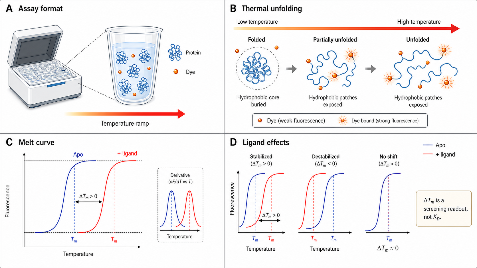Figure 1 schematic explaining thermal shift assay and differential scanning fluorimetry: folded protein with weak dye signal, heating-driven unfolding exposing hydrophobic regions, fluorescent dye binding, melt curve, and ligand-induced Tm shift